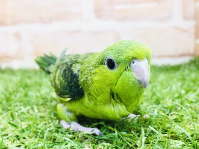 人気種の一羽です　サザナミインコ　グリーン　R５　２／２３撮影