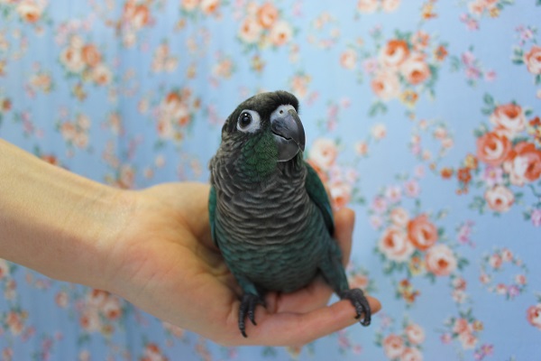 光り輝く最高のグラデーション💙手乗りウロコインコ(ブルー)💙