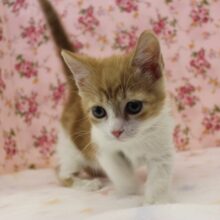 大きなお耳👂❤短足マンチカン(レッドタビー&ホワイト)ちゃん女のコ♀