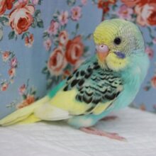 調和した最高の配色💚手乗りセキセイインコ(クリームパイド)
