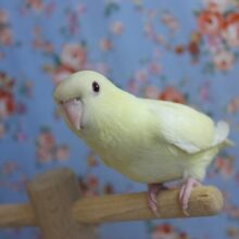 クリーム色のかわいい天使💛手乗りサザナミインコさんです💛