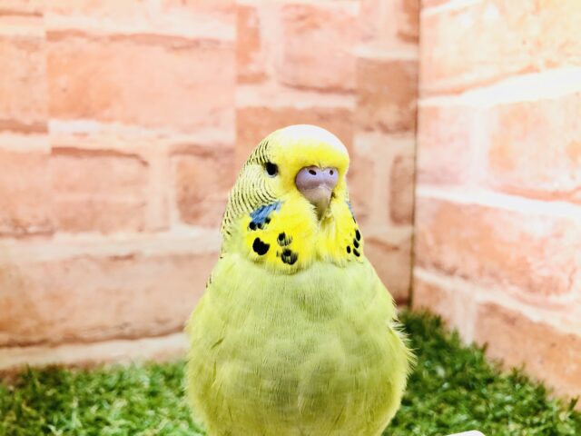 鋭い目つきでご飯を待ちます ジャンボセキセインコ R5 2/9撮影 鋭い目つきでご飯を待ちます ジャンボセキセインコ R5 2/9撮影