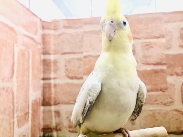 シナモンカラーの水玉模様　オカメインコ　シナモンパール　R４　６／２２撮影