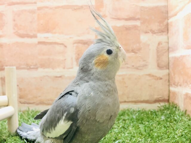 肩ノリ甘えん坊　オカメインコ　ノーマル　R５　２／２３撮影