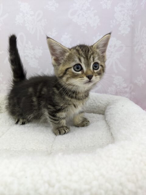 甘ったれにゃんこ☆ミヌエット・女の子！