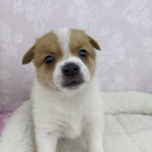 元気いっぱいだよー☆MIX(ポメラニアン×ジャックラッセル)・女の子！