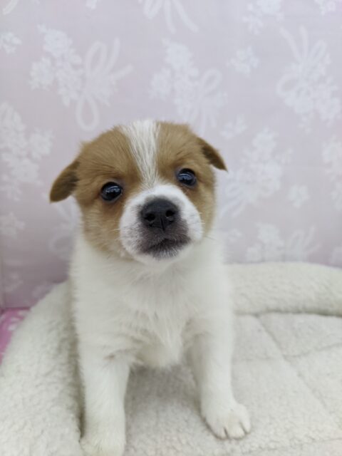 元気いっぱいだよー☆MIX(ポメラニアン×ジャックラッセル)・女の子！