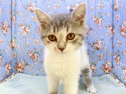 甘えん坊フミフミボーイです☆　スコティッシュフォールドの男のコ 2023.2/17撮影