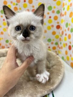 イケメンなラグドールが来ましたよ