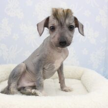 つるすべワイルドドッグ☆MIX(ポメラニアン×C.クレステッド)・男の子！