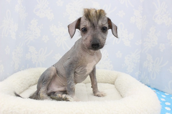 つるすべワイルドドッグ☆MIX(ポメラニアン×C.クレステッド)・男の子！