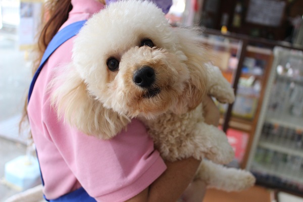 1歳になりました☆トイプードル・男の子！