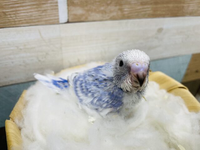 ちょこんと感がなんとも可愛い！！セキセイインコのスパングルパイド！
