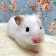 ロングコートハムスター  ホワイト  女の子    ☁🫧🤍 3/25