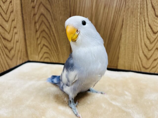 最新画像になります☆　何気に見せる笑顔でコチラもほっこり～♪　コザクラインコ　バイオレットオパーリンパイド☆
