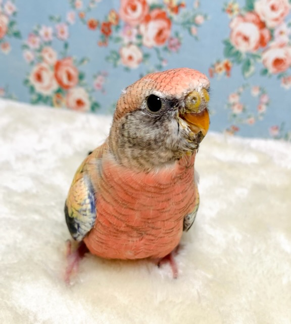 アキクサインコ ローズ 🎀🥀 3/19