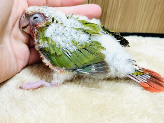 お初ですっ♫ウロコインコ(レッドパイナップル)ヒナ