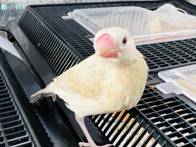 慣れてきました♪シナモン文鳥〜♡