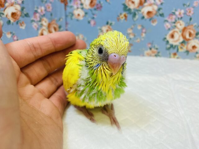 模様少なめお色鮮やか✨かわいいセキセイインコのヒナちゃんです💛💚