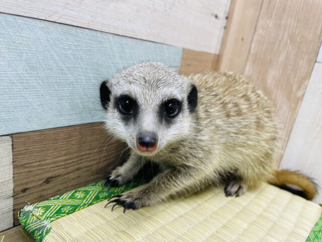 すくすく成長中♪元気いっぱいなホリホリ名人！ミーアキャット！