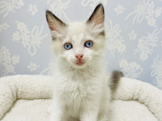 青い瞳に釘付け✨️ラグドールくん！