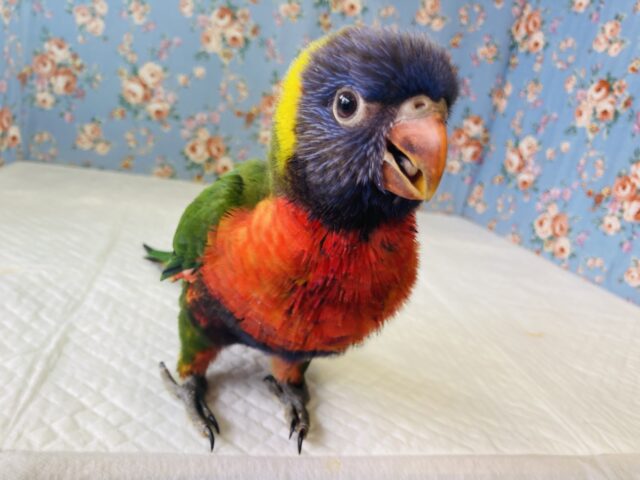 ヒナご飯卒業✨魅惑のカラフルボディ❤️💚ゴシキセイガイインコのヒナちゃんです🌟