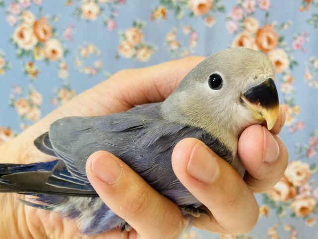 おててにすっぽり💙激かわコザクラインコさんです💙☁️