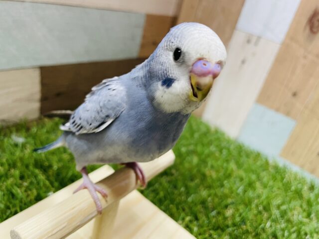 最新画像有り☆薄めブルーの人気カラー！セキセイインコのオパーリン！