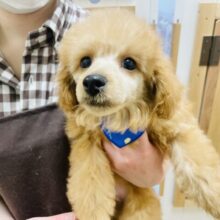 愛の攻撃が止まらない♡トイプードルくん！