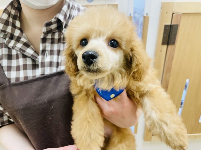 愛の攻撃が止まらない♡トイプードルくん！