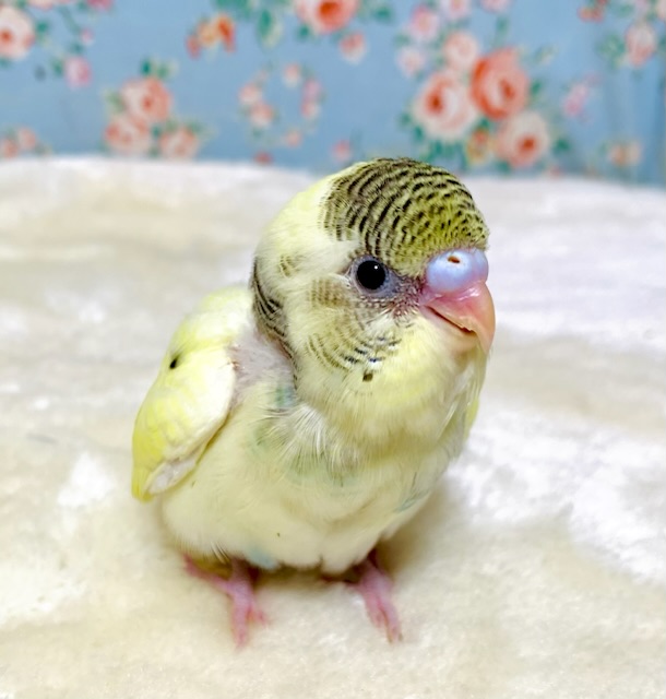 セキセイインコ クリームパイド 🍨🍋 .*゜ 3/14