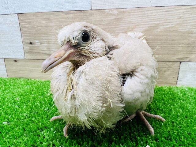 静かなるボスキャラ☆ジュズカケバトひな入舎です！