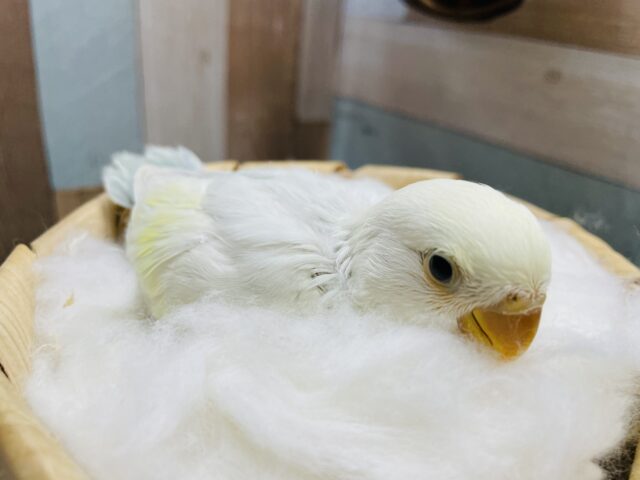 どんなカラーになるのか楽しみなコ！コザクラインコのパステル系！