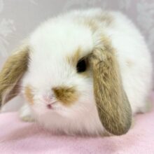 もふもふ‎🤍ホーランドロップイヤーラビット (白茶) 2023年2月生まれ