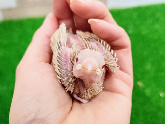 シナモン文鳥のヒナ入荷しました〜❤