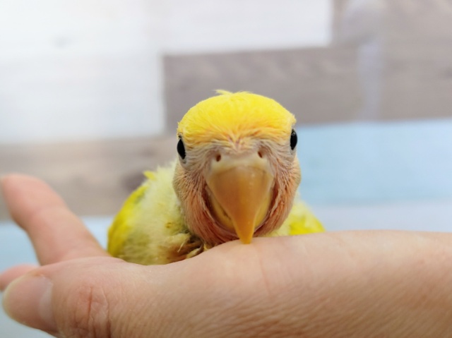 久しぶりの入荷✨コザクラインコ(タイガーチェリー)のヒナ入荷しました〜❤