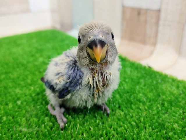可愛い❤コザクラインコ(バイオレットオパーリン)のヒナ入荷しました❤