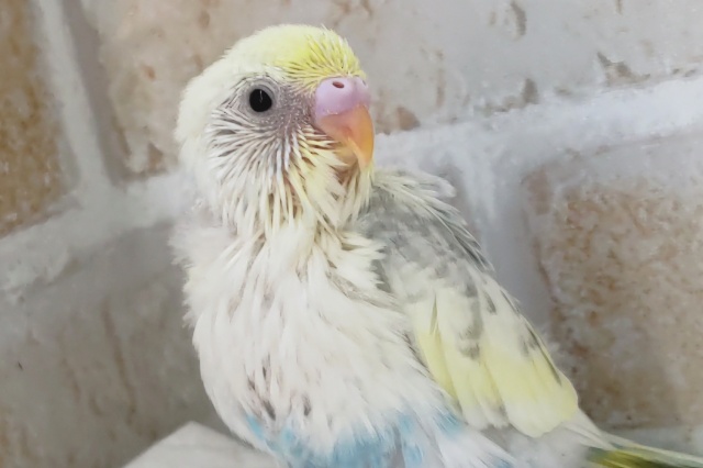 ちょっと違って魅力的～🌟　セキセイインコ(パステルレインボーパイド)