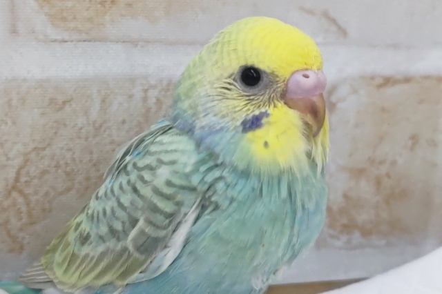 このカラーに夢中～🫧　セキセイインコ(パステルレインボー)