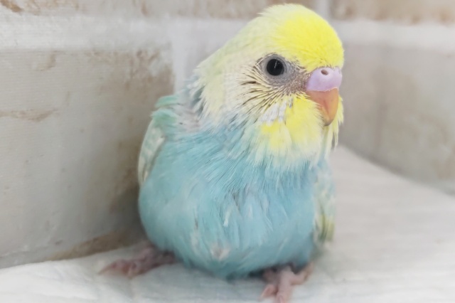 鮮やかパステル～🌈　セキセイインコ(パステルレインボーパイド)