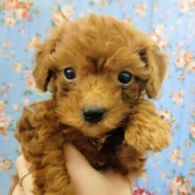 はしゃぎまくる❤トイプードルの男の子入荷しました❤