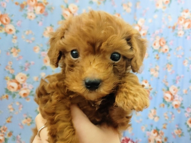 はしゃぎまくる❤トイプードルの男の子入荷しました❤