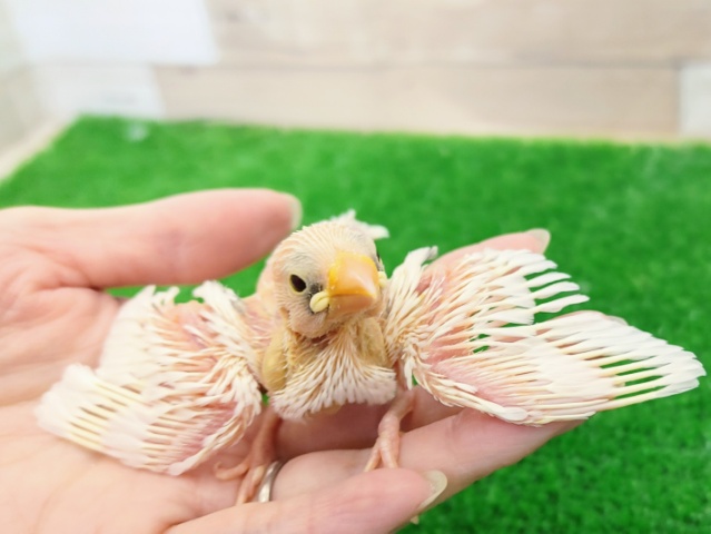 人気の白文鳥(ヒナ)入荷しました❤
