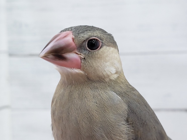 最新画像あり! キレイな桜を咲かせてね🌸 桜文鳥 最新画像あり! キレイな桜を咲かせてね🌸 桜文鳥