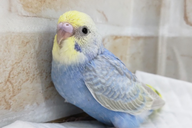 たまらない青色～💙　セキセイインコ(パステルレインボー)