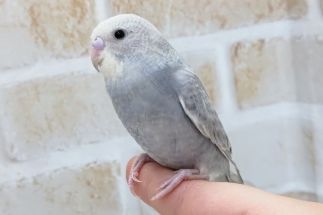 最新画像あり！　魅力的な淡いグレー✨　セキセイインコ(スパングルグレー)