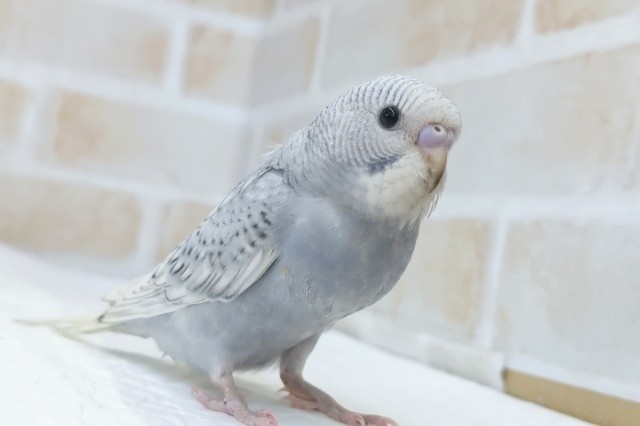 最新画像あり！　この色合いたまらない⭐　セキセイインコ(スパングルグレー)