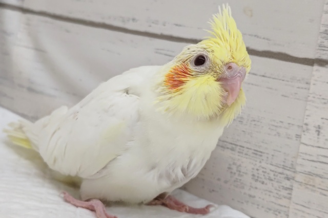 全身の白が可愛らしい～🤍　オカメインコ(ルチノー)