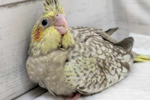 素敵なパール模様～🫧　オカメインコ(シナモンパール)