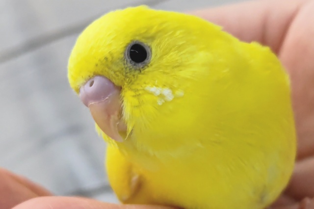 2023/3/18現在の画像です！　黄色の可愛子さん～🐣　セキセイインコ(パイド)